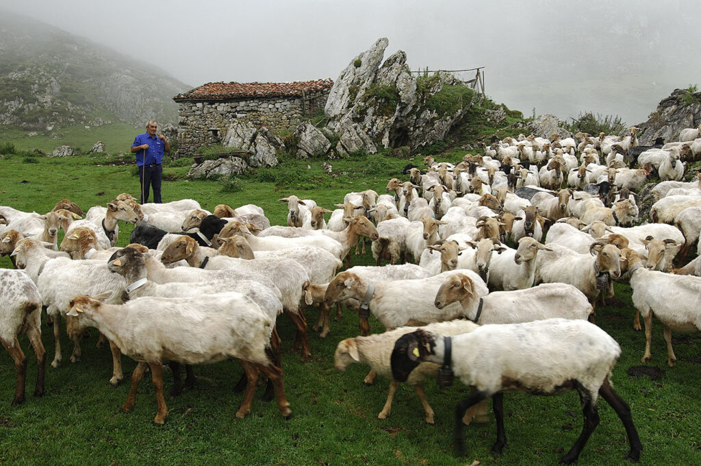 Ganadería de extensivo