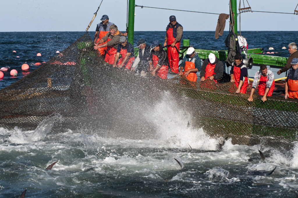Los pescadores realizando la levanta.