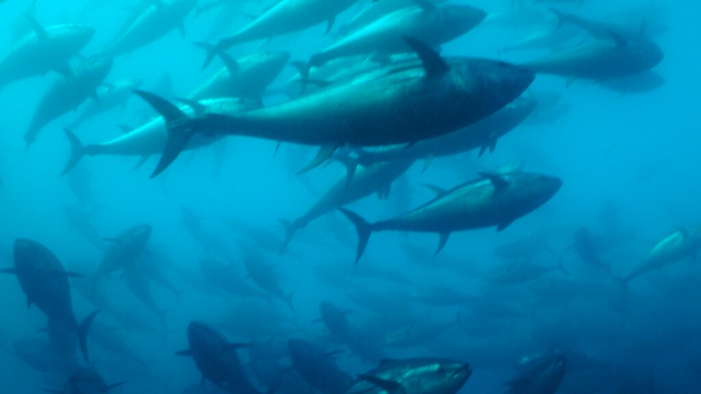 El atún nadando en el mar