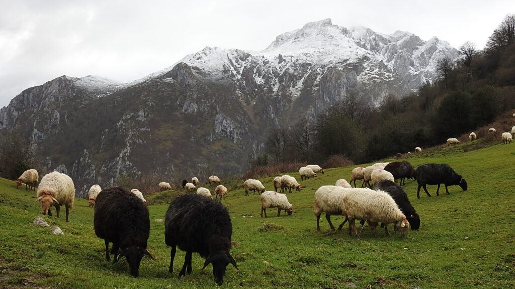 Lechazos Pro- biodiversidad rebaño cangas de onis